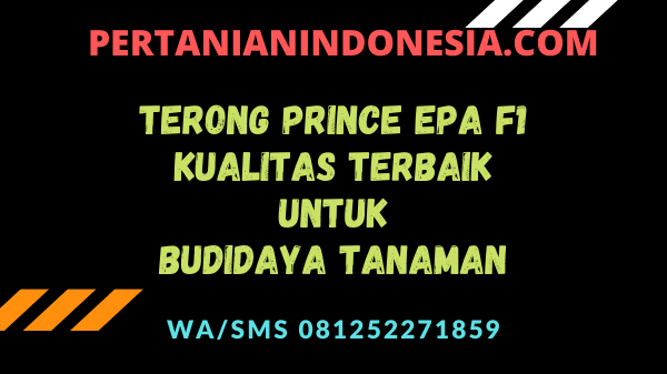 Terong Prince Epa F1 Kualitas Terbaik Untuk Budidaya Tanaman